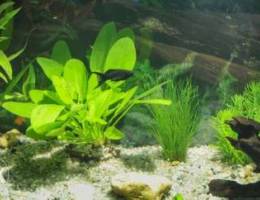 aquarium plants for sale