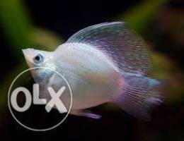 Babie balon moly fish for sale "8 pics"