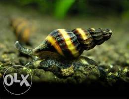 Small aquarium for sale with snails and fi...