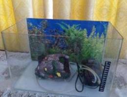 Fish tanks