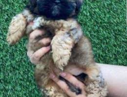 Mini shihtzu