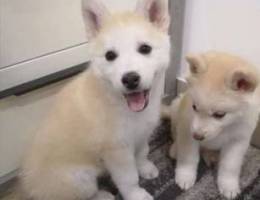 Huskey puppies Ø¬Ø±Ø§ÙˆØ© Ù‡Ø³ÙƒÙŠ