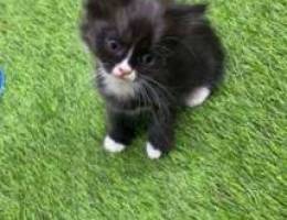 cute lil shirazi kitten for sale Ù‚Ø· Ø´ÙŠØ±Ø§Ø²ÙŠ