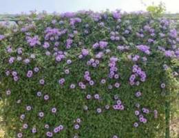 Morning glory plant Ø³Øª Ø§Ù„Ø­Ø³Ù†