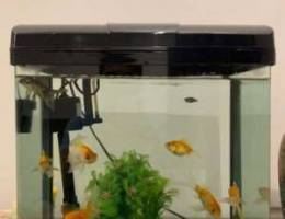 Gold fishes + Aquarium for sale