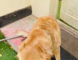 Golden Retriver for sale