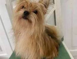 cute dog looking for a family friendly hom...