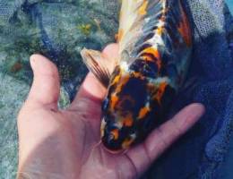 Mirror Koi Fish