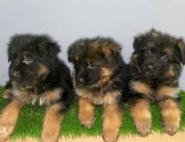 Female German shepheed puppy