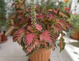 coleus plant