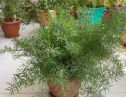 asparagus fern plant