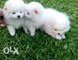 Cute Tiny White Pomeranian Puppies For Ado...