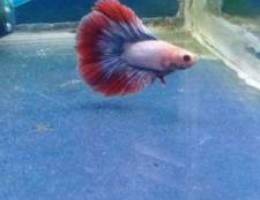 Betta halfmoon male for sale