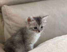 Persian Kitten For Sale