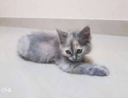 Ù‚Ø·Ø· Ù„Ù„Ø¨ÙŠØ¹( kittens for sale )