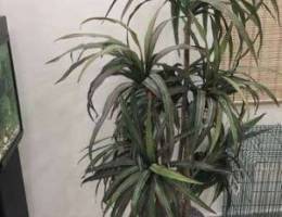 Artificial plants for sale