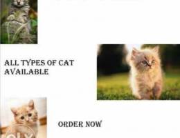 All types of cats for sale