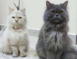 Persian Cats For Sale