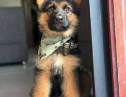 German shepherd for sale