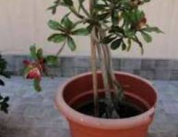 For sale Desert rose