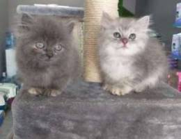 Female kittens for sale