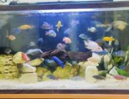 Fish Tank & African Cichlids Fish for Sale