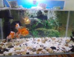 10 Pieces Goldfish and Aquarium