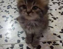 Persian shirazi tabby kitten 2 months