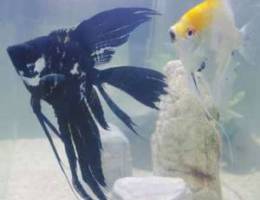 Angel fish