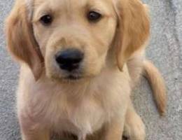 Pure golden retriever 3 months old