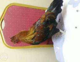 Hen for sale