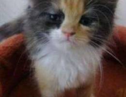 Kitty for sale Ù„Ù„Ø¨ÙŠØ¹ Ù‚Ø·Ø© ØµÙÙŠØ±Ø©