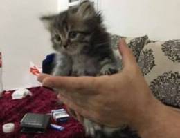 Persian Kitten half peke-face for sale