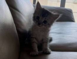 Kitten for sale female