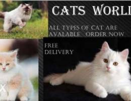 Different types of cats are available