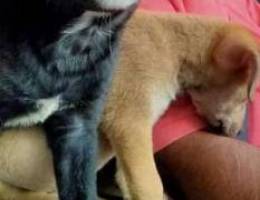 puppy for free ( mixed breed)