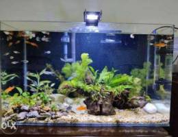 Aquarium for sale