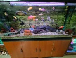 Complete set Aquarium and fish