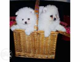 Pomeranian puppies for sale