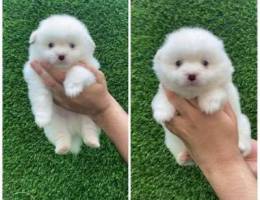 Mini Size Pomeranian