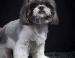 Mating for Shihtzu Male