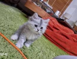 Persian 2 months old for sale