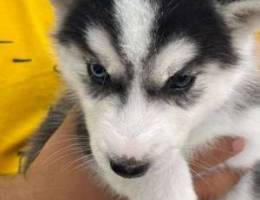 husky puppy for sell