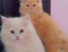 Pure male and female shirazi cats.