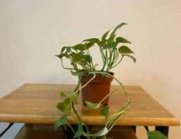 Plant for sale