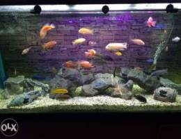 African Cichlids for sale (random sizes)