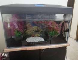 60 cm aquarium for sale with stand