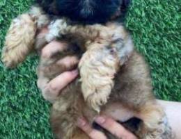 Mini Shih tzu