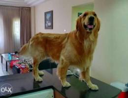 Male golden retriever big size