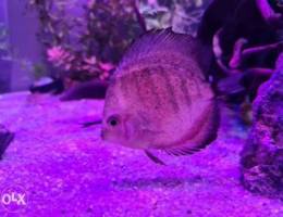 2-3-inch discus fish, betta fish, tetra fi...